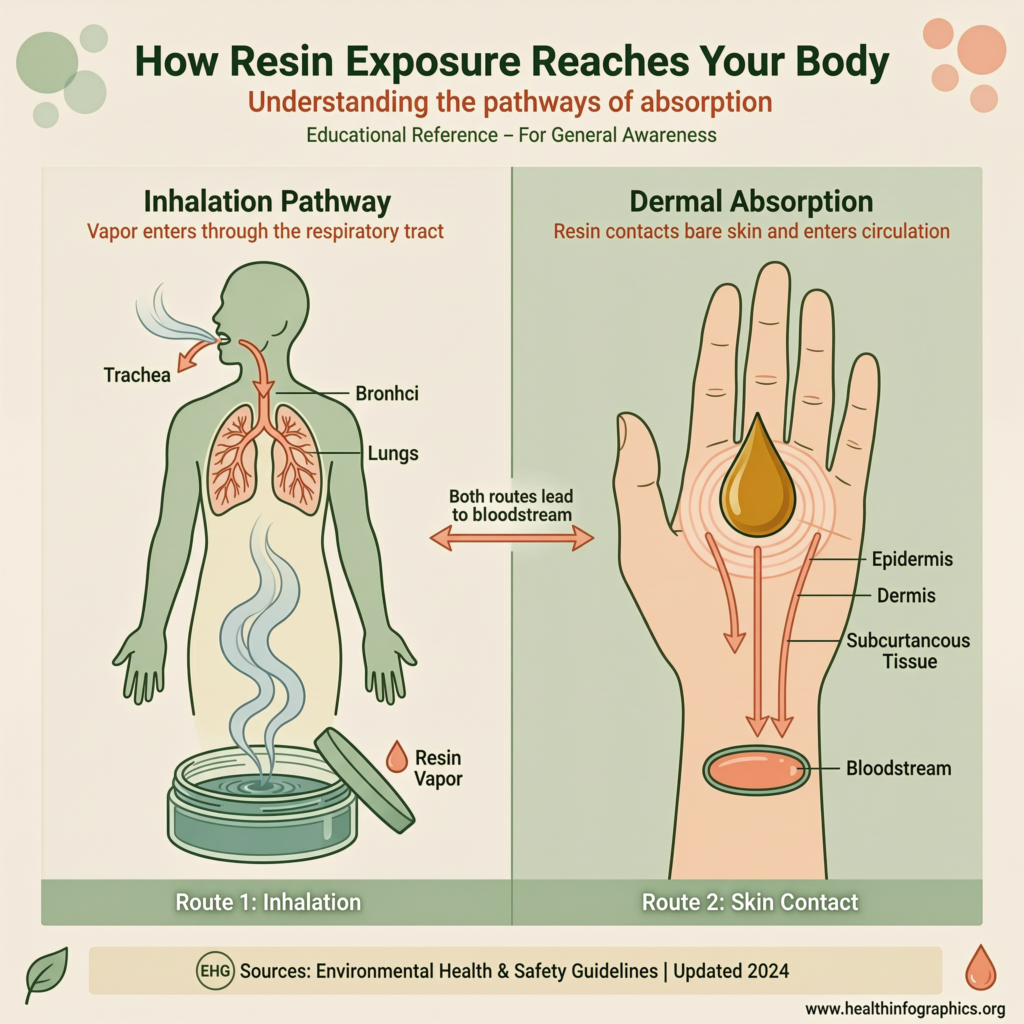 A medical infographic titled "How Resin Exposure Reaches Your Body" explaining two pathways of absorption. On the left, under "Inhalation Pathway," a diagram shows resin vapor rising from an open container into a human silhouette