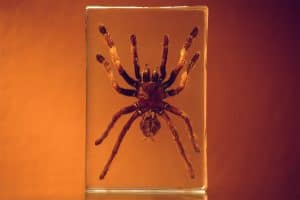 Resin Magic: Casting Spiders in Epoxy Resin